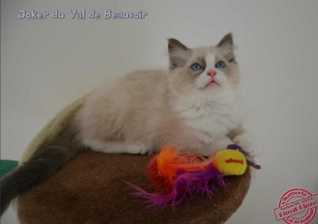 chaton mâle blue bicolour - Chatterie Ragdolls du Val de Beauvoir